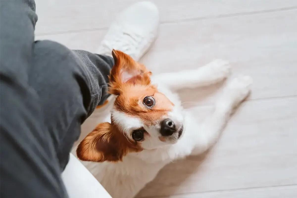 7 jel, hogy te vagy a kutyád kedvenc embere