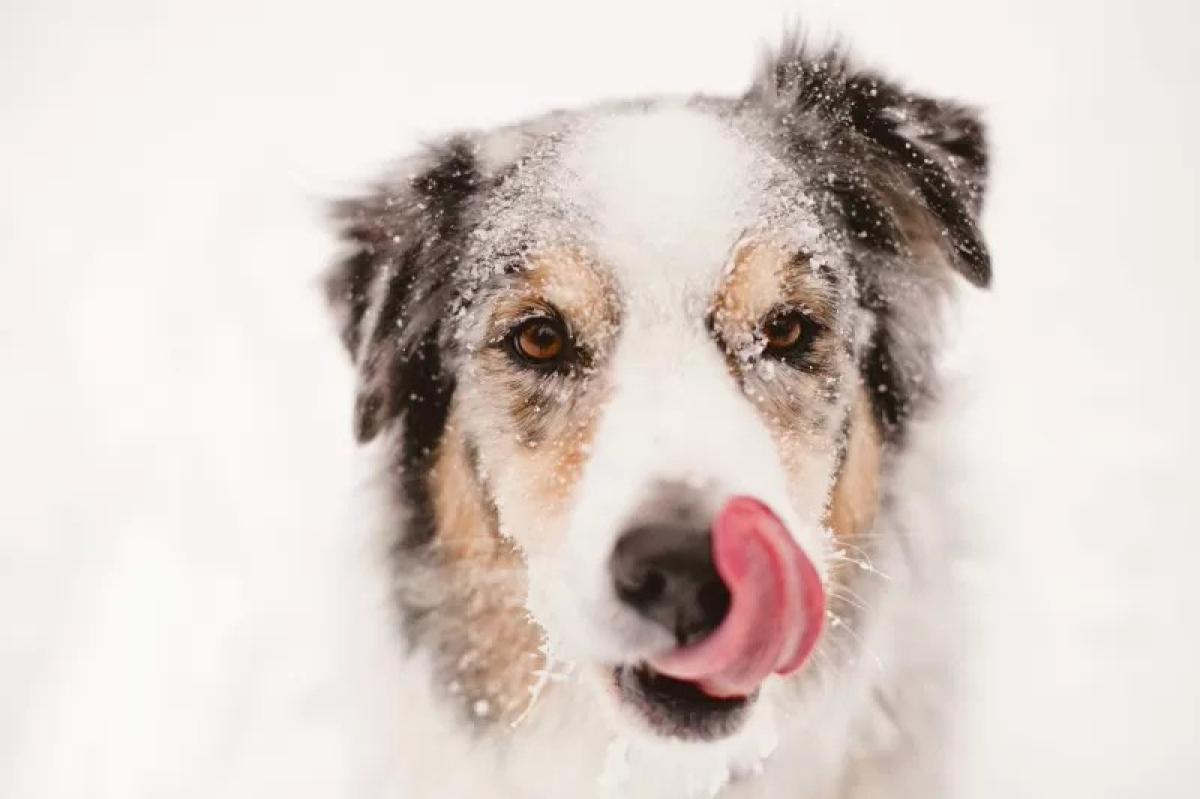 Havas falatok: Miért esznek a kutyák havat és veszélyes ez?
