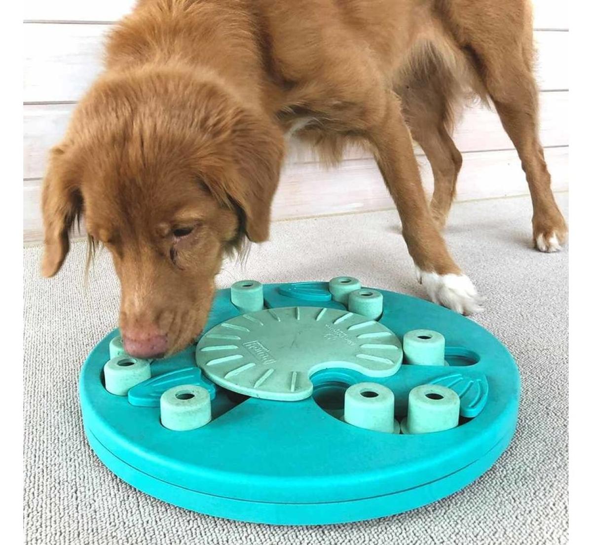 Kutyák benti mentális lefárasztása játékokkal