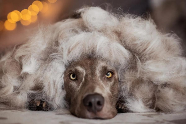 Segítség a tavaszi vedlés ellen – Így ápold kutyád bundáját!