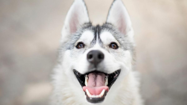 Hány foga van egy kutyának?