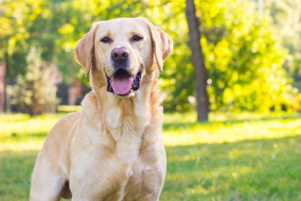 Labrador Retriever - az ember legjobb barátja és munkatársa