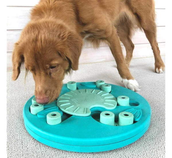 Kutyák benti mentális lefárasztása játékokkal