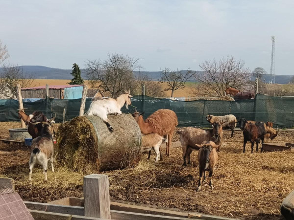 Segítsünk a Segítő Kezeknek új otthont találni a rászoruló állatok számára!