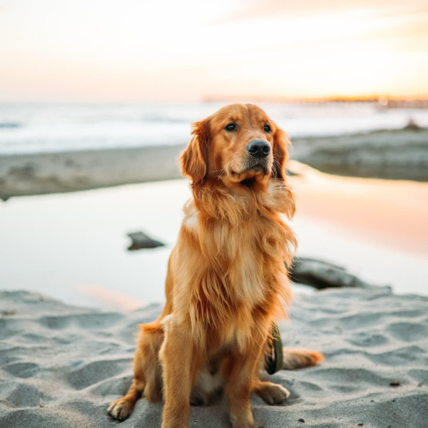 Golden Retriever - több mint egy családi kedvenc